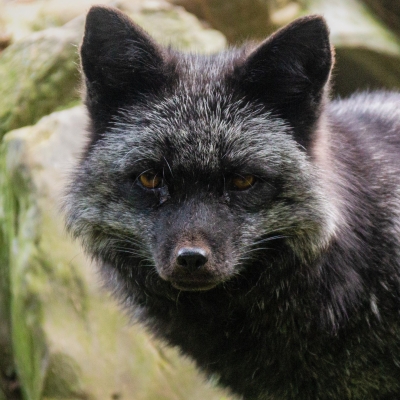 Silver fox - De Zonnegloed - Animal park - Animal refuge centre 